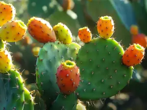 Higo chumbo - unos de los sabores ocultos de Baleares en Mallorca e Ibiza