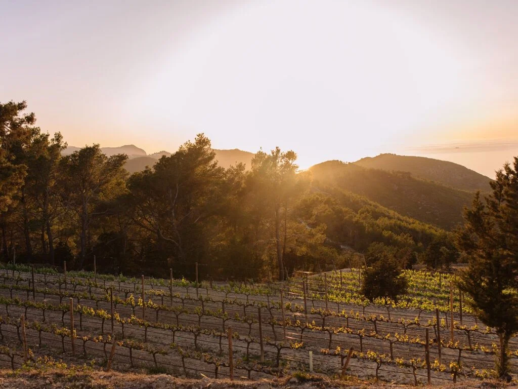 Paisaje de viñedo en Ibiza durante la hora dorada.