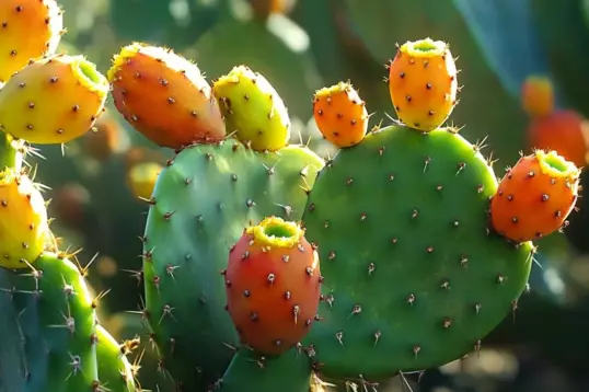 Prickly pear is an unusual Balearic ingredient providing hidden flavours in the Balearic cuisine